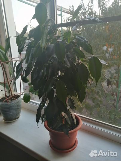 Фикус бенджамина