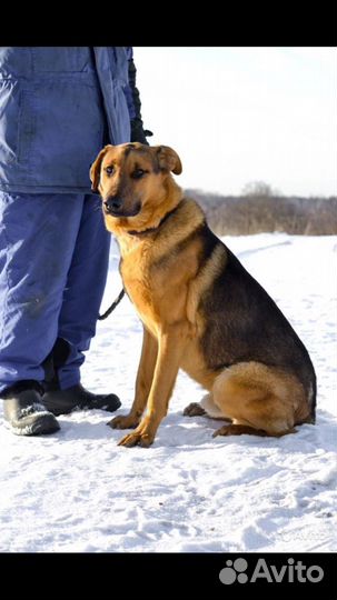 Собака Арчи