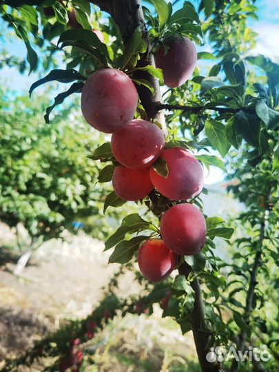 Продам картофель домашний