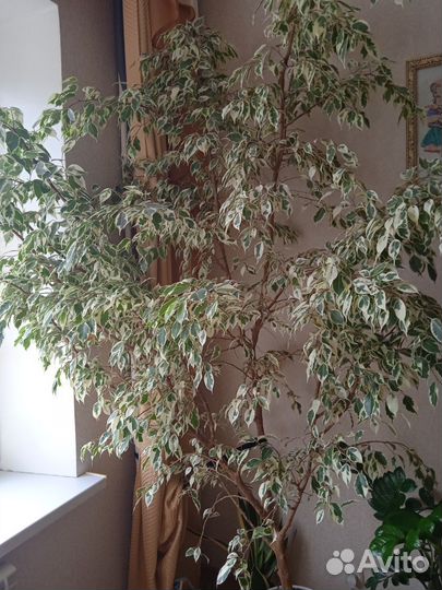 Фикус бенджамина