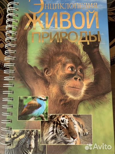 Энциклопедия для детей