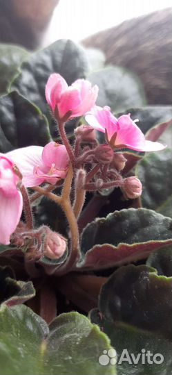 Цветущая фиалка в горшке