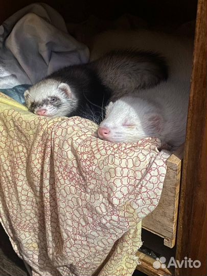 Хорек вязка