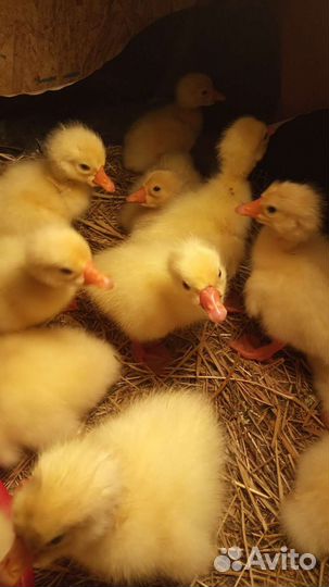 Гусята суточные