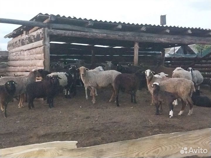 Овцы