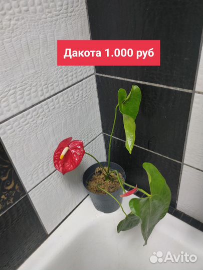 Антуриум детки