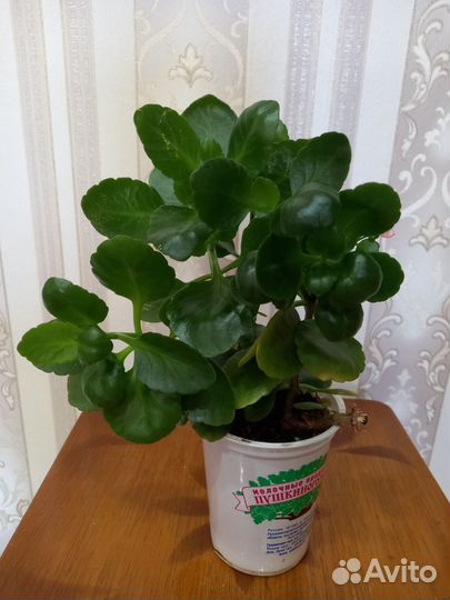 Каланхоэ цветущий