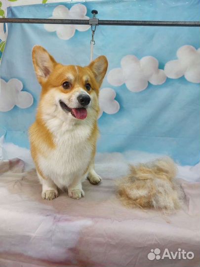 Гигиена,чистка зубов ультрозвуком без наркоза