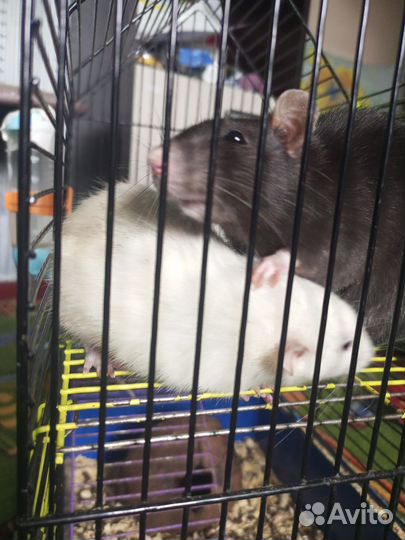 Крысы декоративные