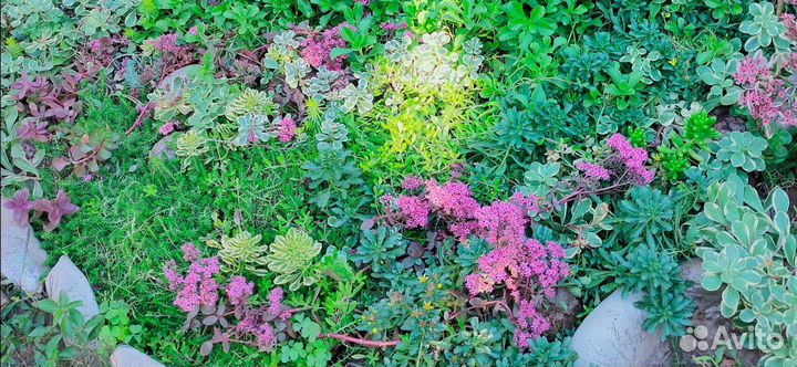 Очитки, седумы саженцы