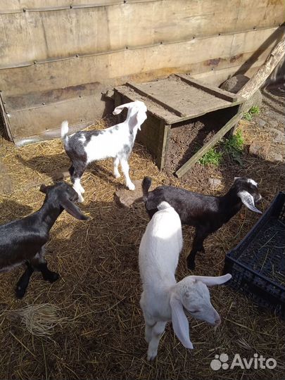 Продаются козлята процентовка нубийцы 11 шт