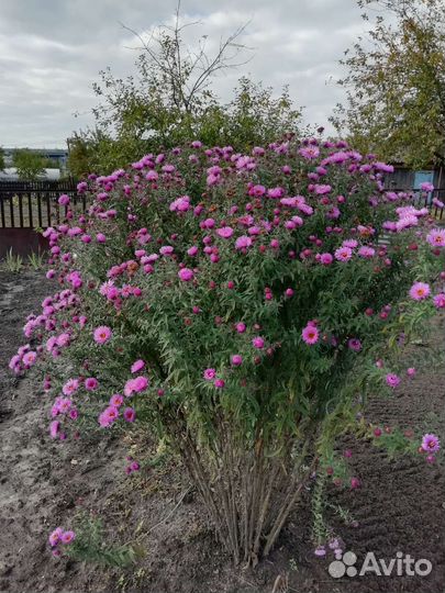 Сентябринки