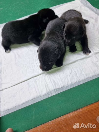 Щенки Лабрадора метисы