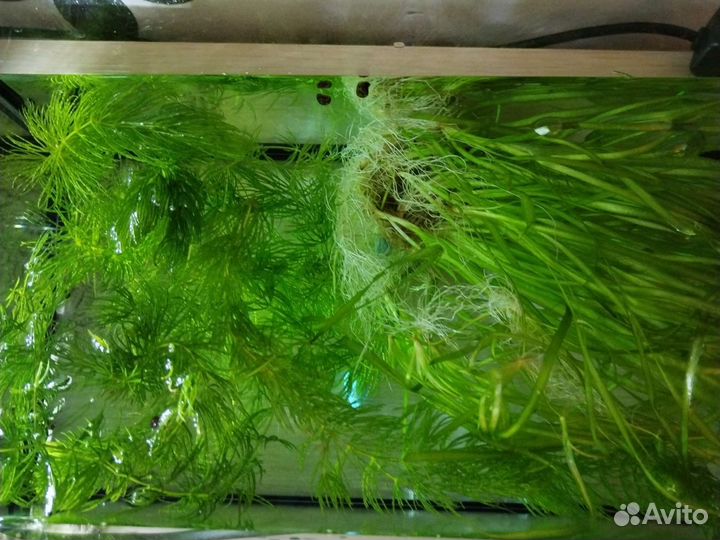 Аквариумные растения и гуппи