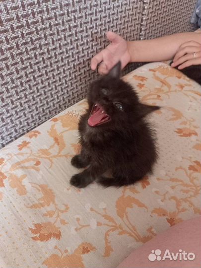 Пушистик черный пацан
