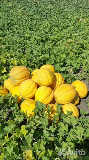 Дыня эфиопка