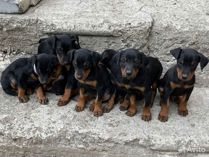 Собаки щенки добермана