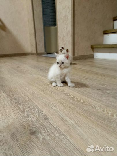 Котята в добрые руки бесплатно