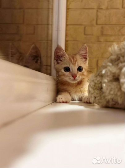 Рыжий котенок мальчик