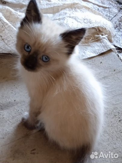 Отдам бесплатно котят