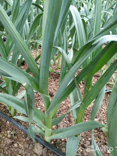 Чеснок рокамболь