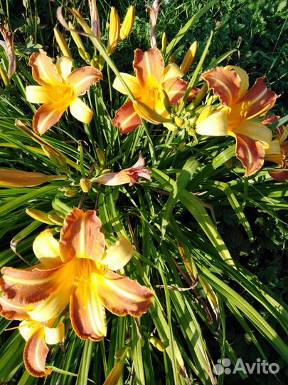 Цветы многолетние