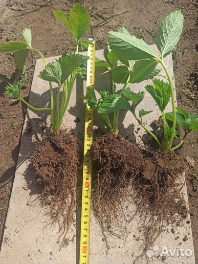 Клубника Корона