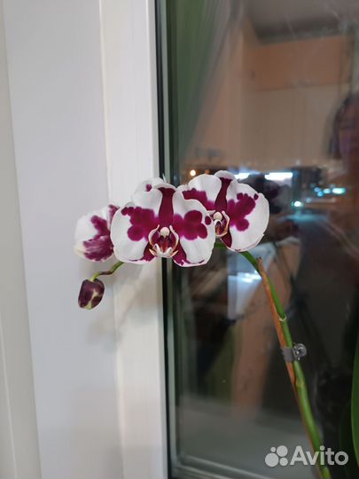 Орхидея фаленопсис
