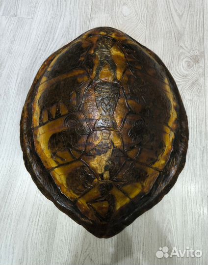 Черепаха панцирь