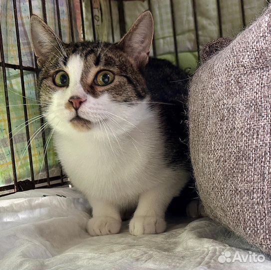 Кузька в поиске доброго человека