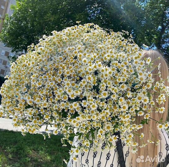 Цветы ромашки. Букеты ромашек. Цветы доставка