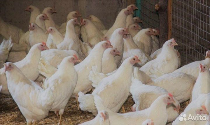 Куры молодки