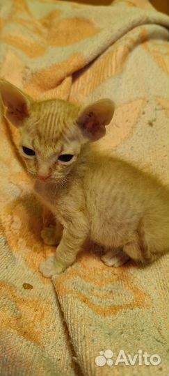 Продам котят