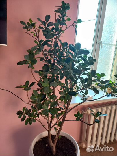 Фикус формоза