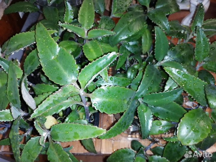 Ростки каланхоэ без горшка