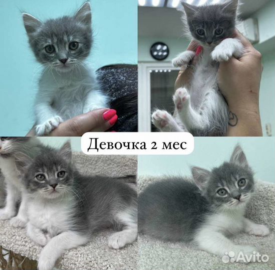 Котята в добрые руки
