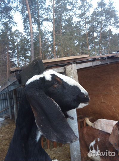 Нубийские козы и козел