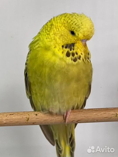 Выставочные волнистые попугаи чехи, хагоромо