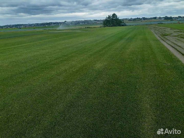 Укладка газона