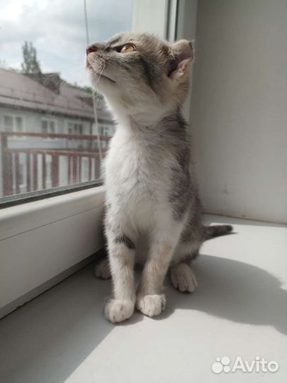 Котëнок в дар
