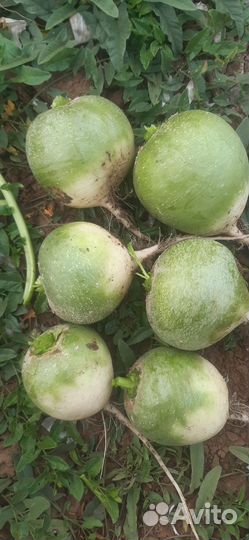 Редька (маргеланская)оптом