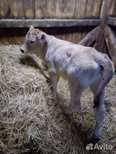 Овцы,телята