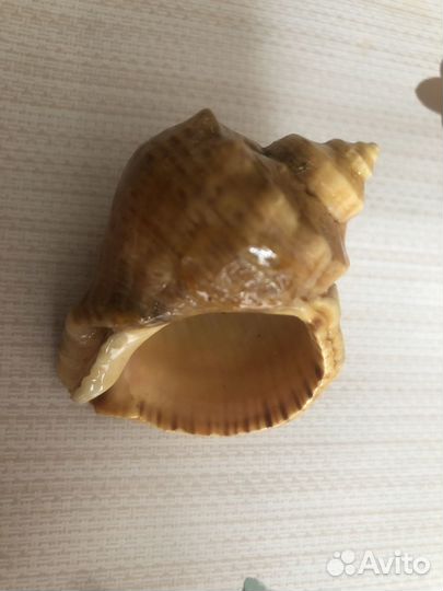 Морские ракушки