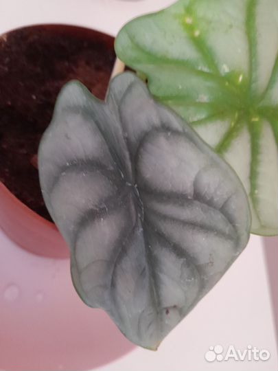 Алоказия Сильвер. Шкура дракона. 3 листочка