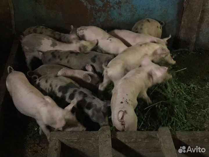 Поросята