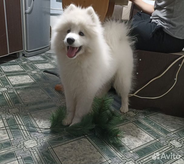 Самоедская собака