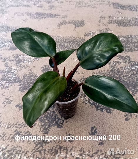 Филодендрон краснеющий