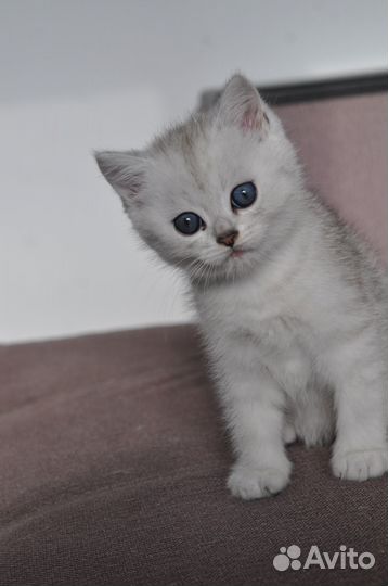 Британские котята