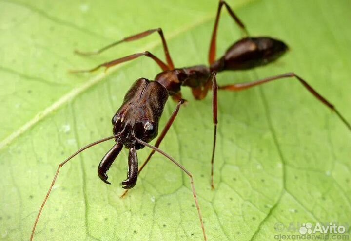 Муравьи Odontomachus bauri