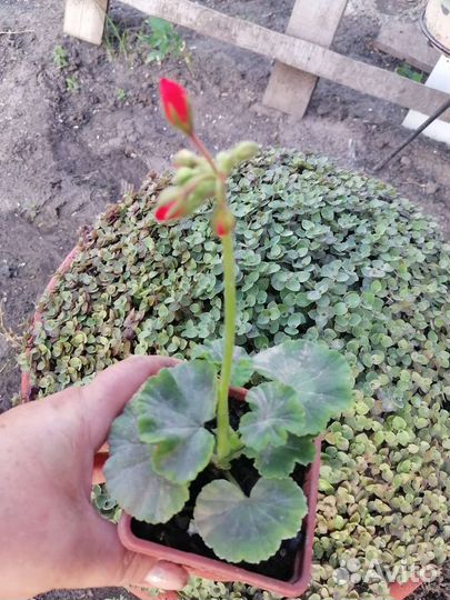 Пеларгония герань